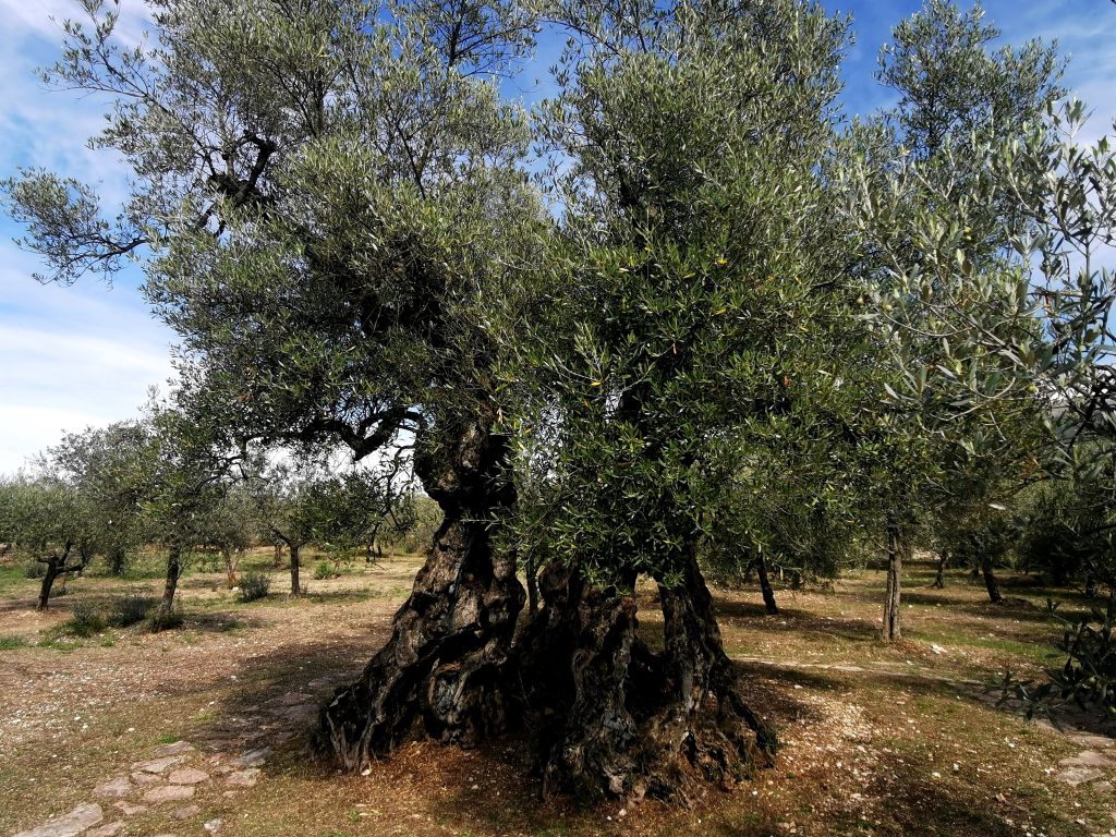 Alyvmedis Umbrija