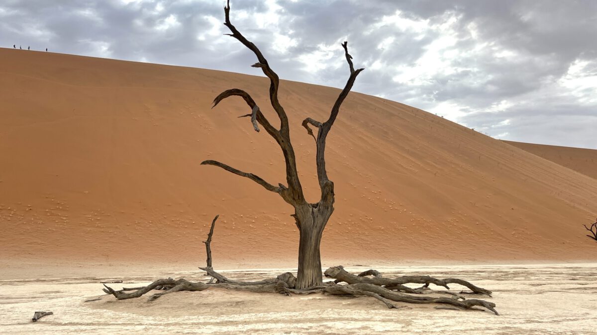 Namibo dykuma. Dead Vlei