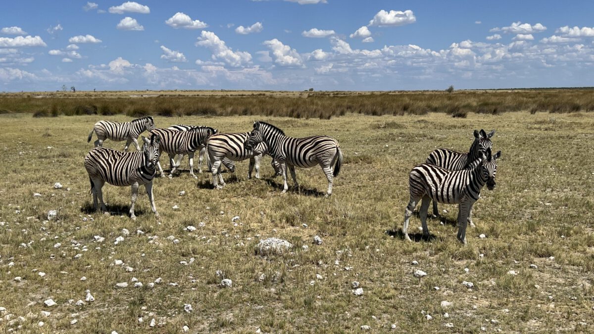 Namibija. Etošos nacionalinis parkas