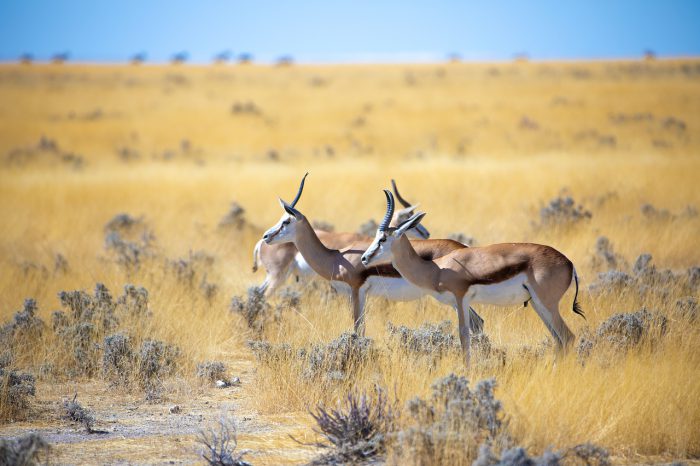 NAMIBIJA – dykuma ir žvėrys